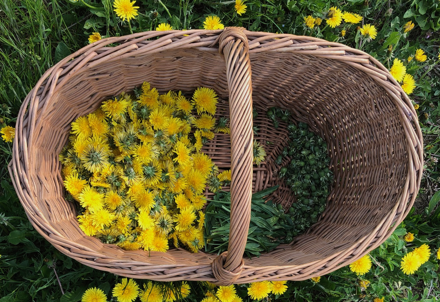 Cestino con erbe raccolte da Semplici Erbe